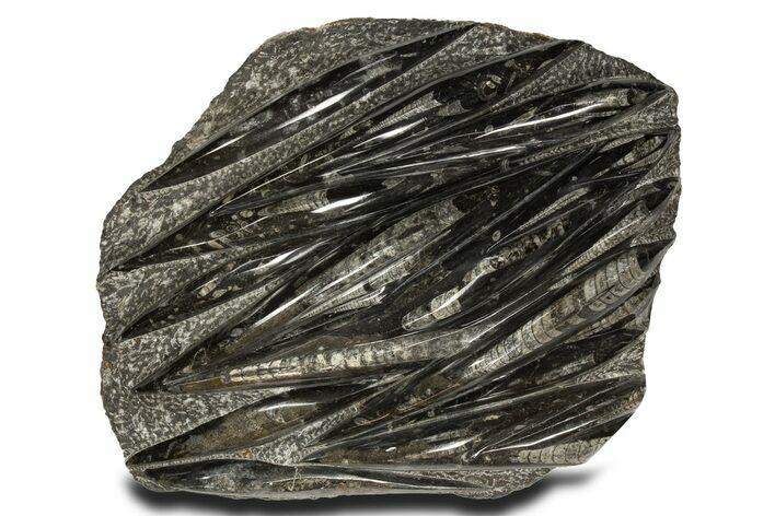 Polished Fossil Orthoceras (Cephalopod) Plate - Morocco #336150